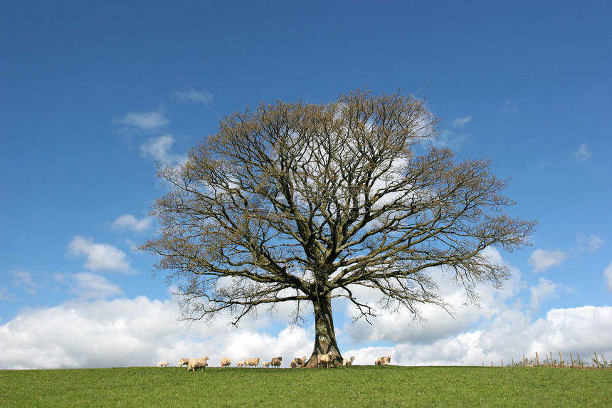 春初的橡树在农村风景中有绵羊和羔在田野里与蓝天背景相图片