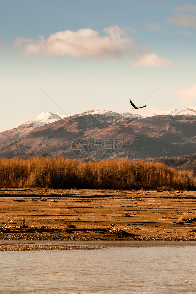 秃鹰在秋天在Chilkat河Bald老鹰保图片
