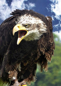 一只尖叫的美国白头鹰的特写照片图片