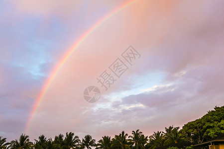 夏威夷热带森林上的彩虹图片