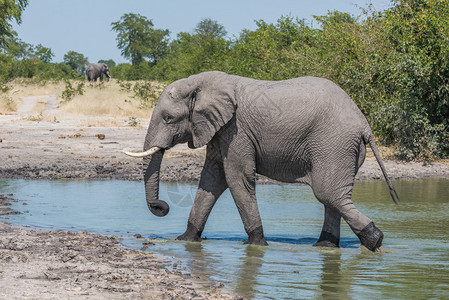 大象从侧面的水洞中走出来图片