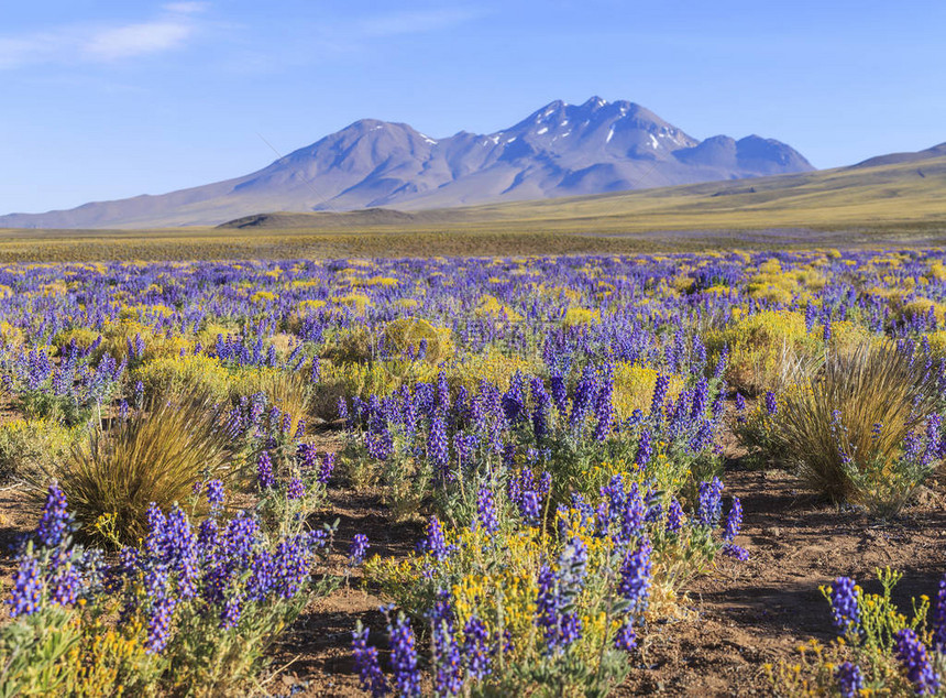 开花的阿塔卡马沙漠智利图片