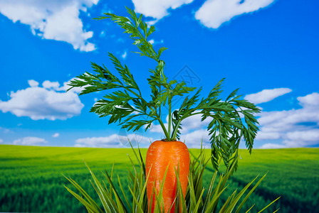 自然背景中的新鲜胡萝卜图片