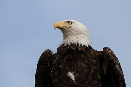 阿拉斯加秃鹰在背景中图片