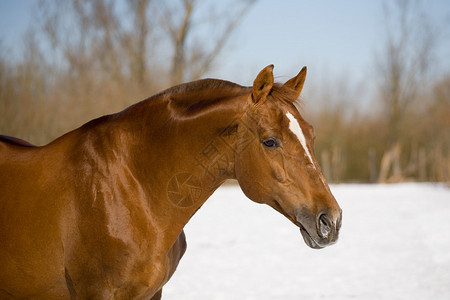 Chesnuttrakehner种马在雪地里图片