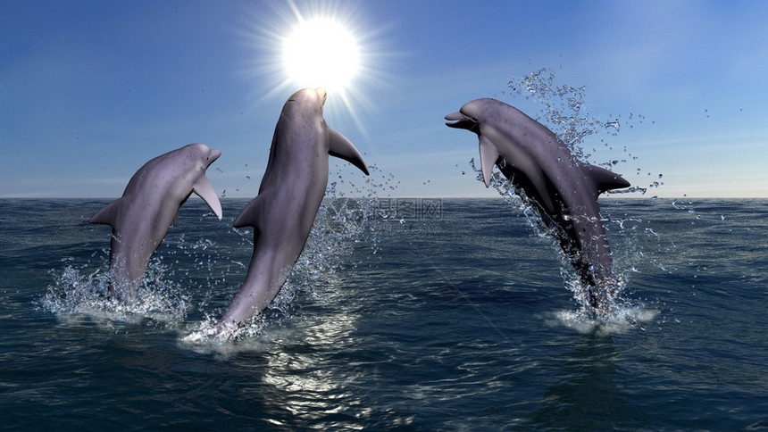 三只海豚的形象图片