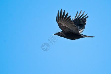 碧空飞翔的美国乌鸦背景图片