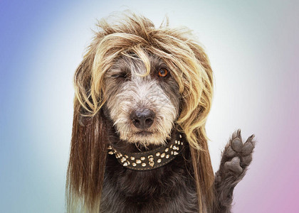 穿成朋克摇滚明星装扮的狗图片