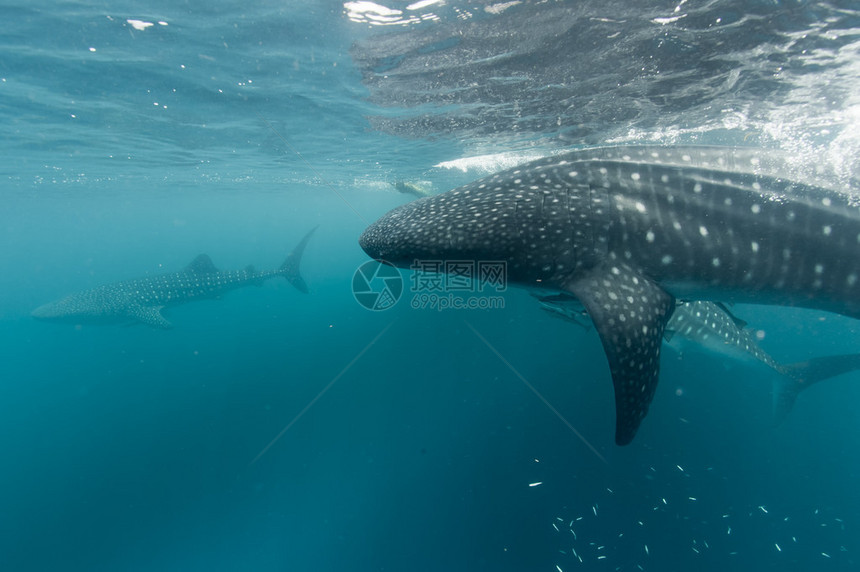 巴布亚水下的鲸鲨肖像图片