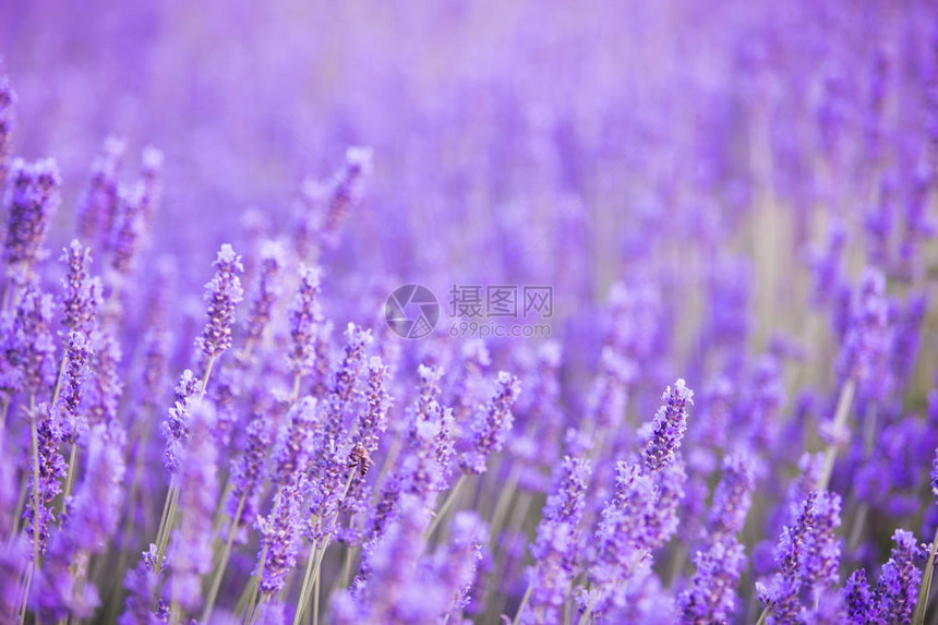 晚上的薰衣草灌木特写薰衣草紫色花朵的图片中央的紫罗兰色灌木丛法国图片