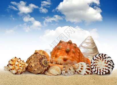 海螺壳与蓝天背景图片