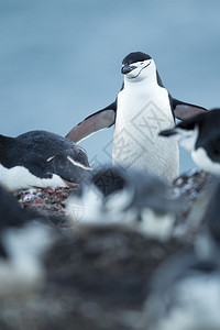 阿德利企鹅隔离在图片