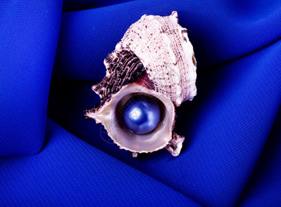 孤立的蓝色珍珠和贝壳图片