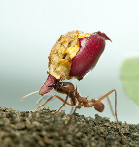 叶切蚂蚁章鱼棘肌高清图片