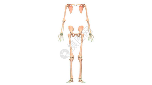 3D人体骨骼系统解剖上肢图片