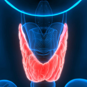 人体身Glands甲状腺甘地解剖学3图片
