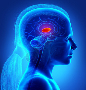 尾状核3d从医学角度准确说明一个年轻女孩的大脑解剖学设计图片