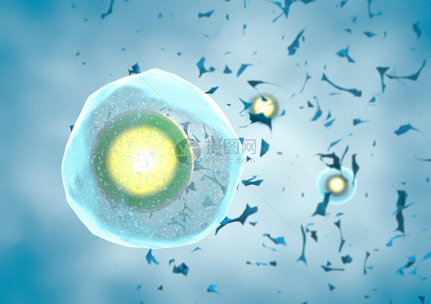 蓝色背景中的单个人类卵细胞图片