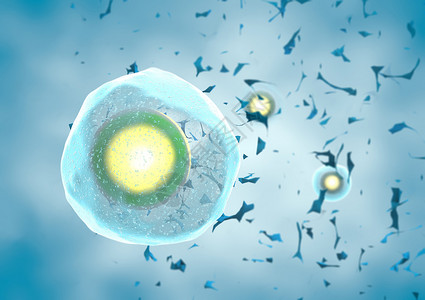合子蓝色背景中的单个人类卵细胞设计图片