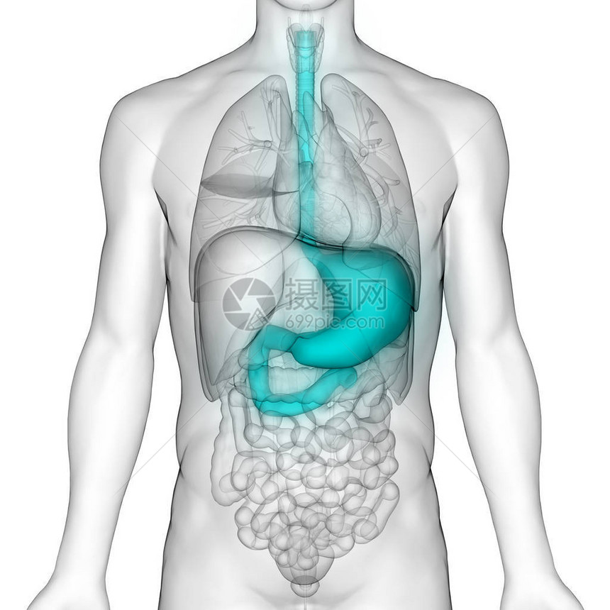 人体消化系统解剖3D图片