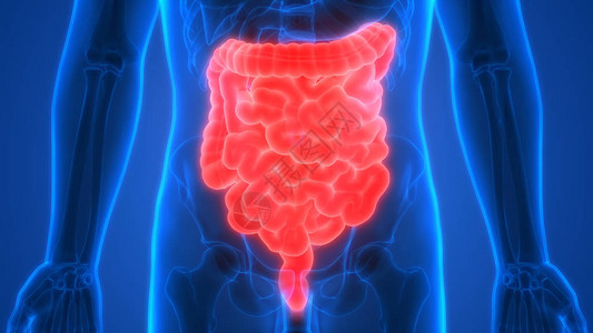 人体消化系统解剖大肠和小肠背景图片