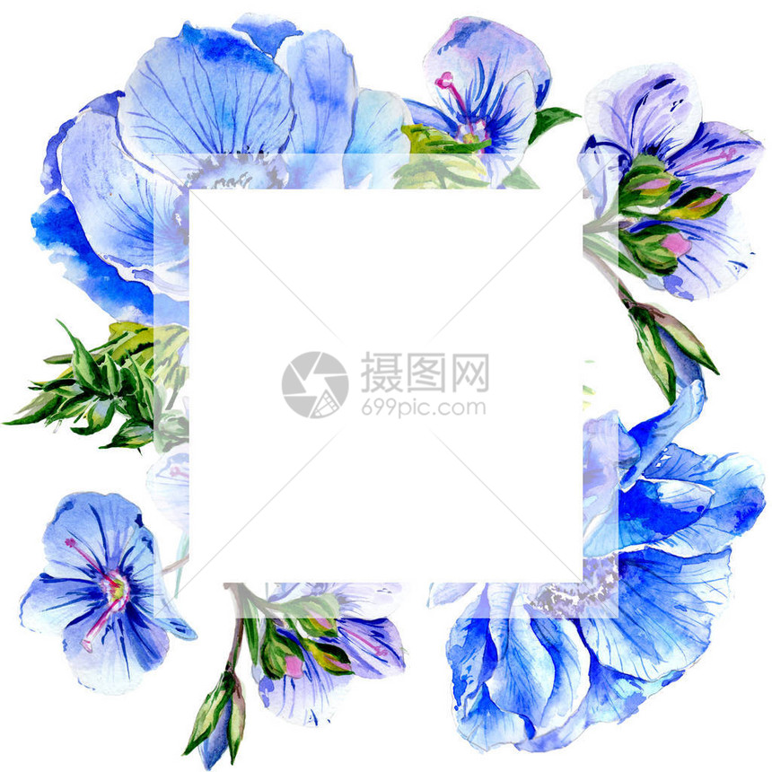 孤立的水彩风格野花海葵花框图片