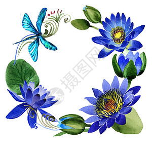 孤立的水彩风格野花蓝莲花框架图片