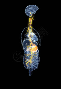 迷走神经含有痛苦的胃和消化系统黑色背景3D医学插设计图片