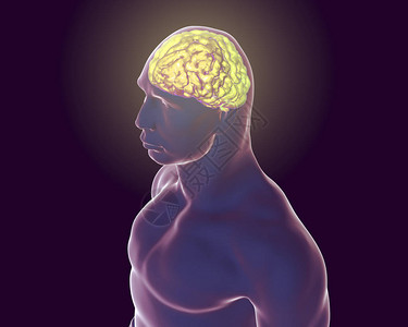 人体大脑在体内被黑色背景隔图片