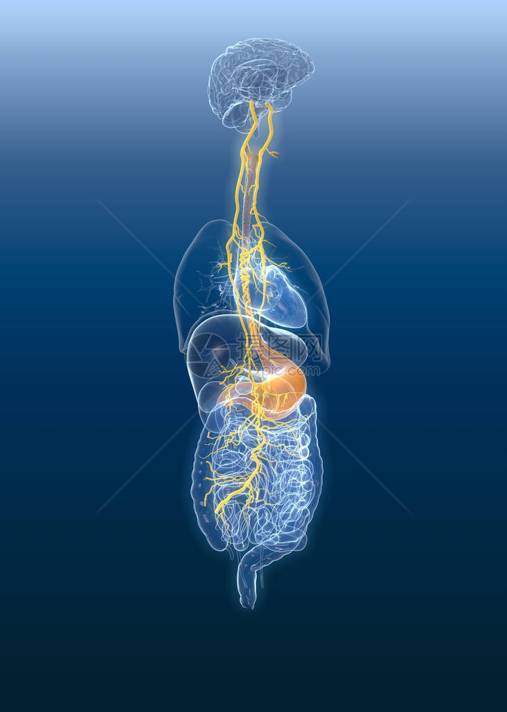胃和消化系统3D医学插图图片