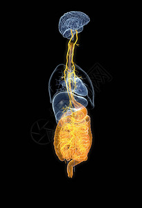 迷走神经含有痛苦的胃和消化系统黑色背景3D医学插设计图片
