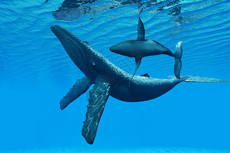 巴达一只驼背鲸幼崽在母亲周围游荡在优雅插画