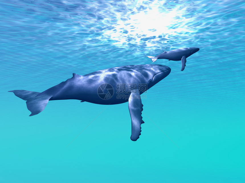 一只母鲸和小牛驼背鲸在清蓝图片