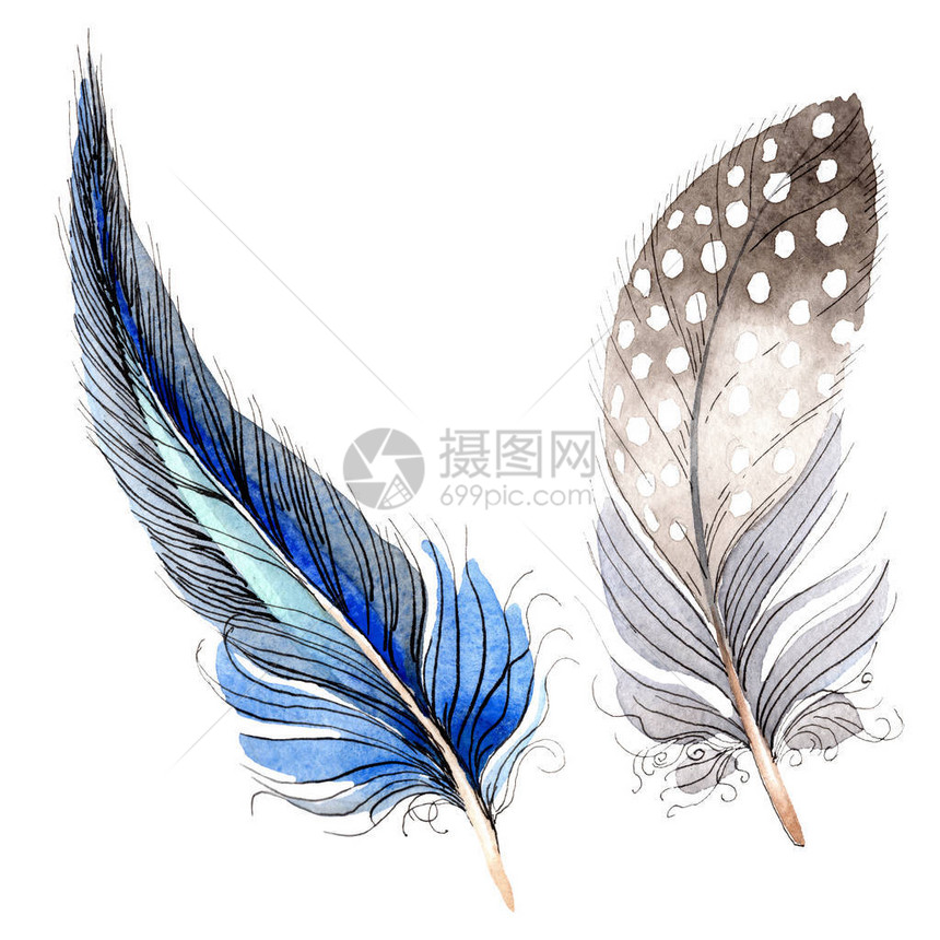 水彩蓝色和黑色鸟羽从孤立的翅膀背景的水彩画羽毛水彩画时尚孤立的图片