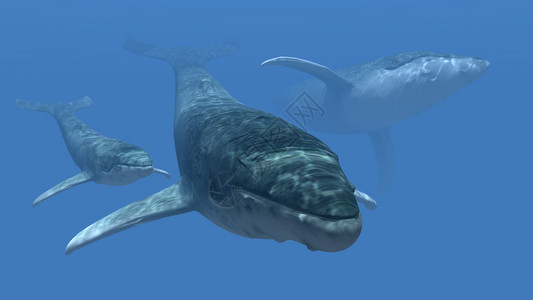 布氏鲸3d插图设计图片