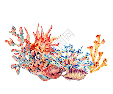 水彩复古海洋生物天然贺卡水下夏季插图贝壳和海藻航海图片