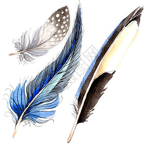 水彩蓝色和黑色鸟羽从孤立的翅膀背景的水彩画羽毛水彩画时尚孤立的图片