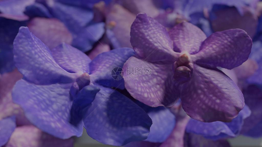 紫兰花兰花背景图片