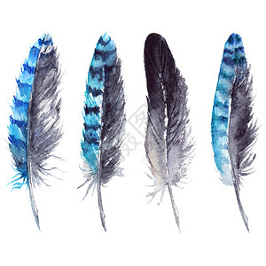 水彩黑色和蓝色松鸦羽毛套装隔离背景图片