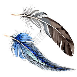 水彩蓝色和黑色鸟羽从孤立的翅膀背景的水彩画羽毛水彩画时尚孤立的背景图片