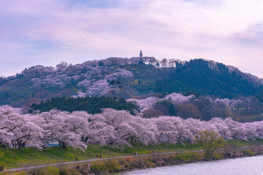 ShiroishigawatsutsumiHitomeSenbonzakura在阳光明媚的天气图片