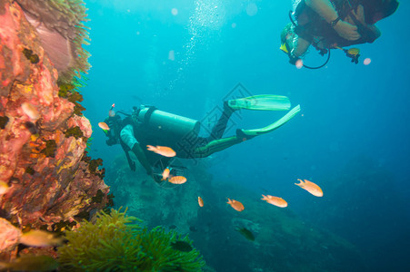 深海珊瑚礁潜水泰国高涛Ko图片