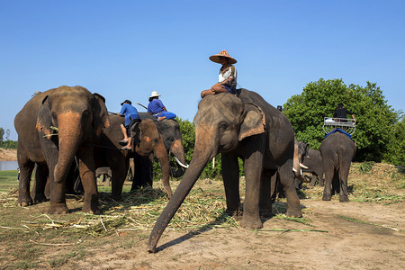 泰国苏林河畔的象夫与大象图片