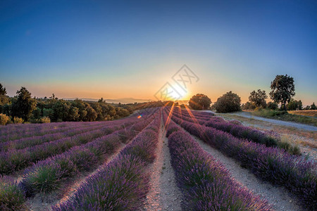 法国普罗旺斯的紫色日图片