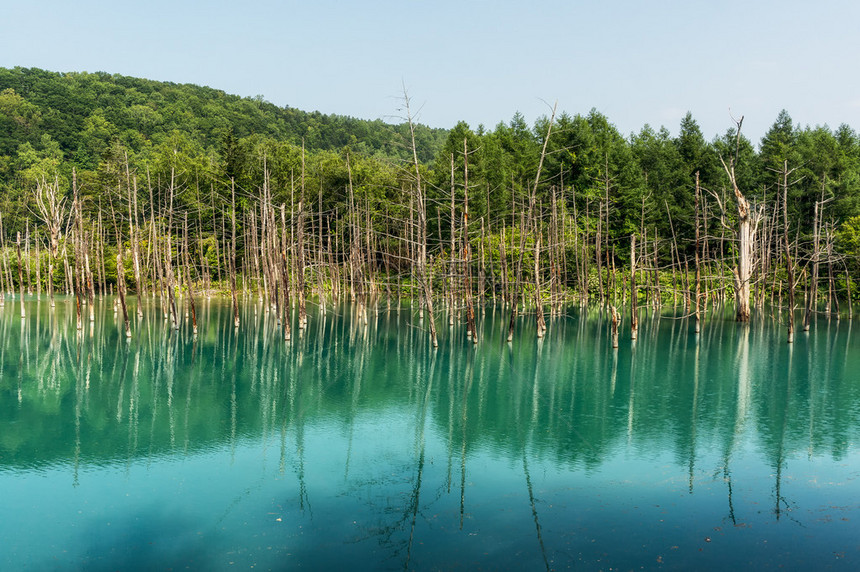 夏天拍的蓝池塘图片