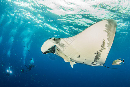 照片显示MantaRay在墨西哥IslaRevillagige背景图片