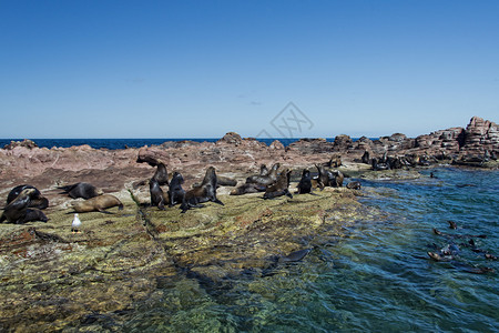 洛斯伊洛特斯墨西哥埃斯皮里图桑图岛海狮撤退图片