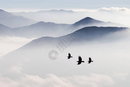 雾中山的剪影鸟儿飞翔图片