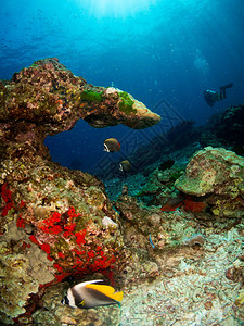 与珊瑚和宏观相伴的海洋成本图片