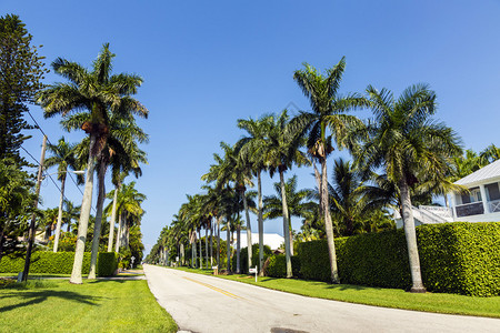 有棕榈和棕榈的街道在美丽图片